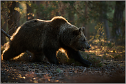 kein Teddybär... Europäischer Braunbär *Ursus arctos* streift durch den Wald
