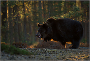 ziemlich beeindruckend... Europäischer Braunbär *Ursus arctos* frühmorgens am Waldrand