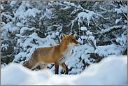 Schneemassen... Rotfuchs *Vulpes vulpes*, Fuchs im Winter