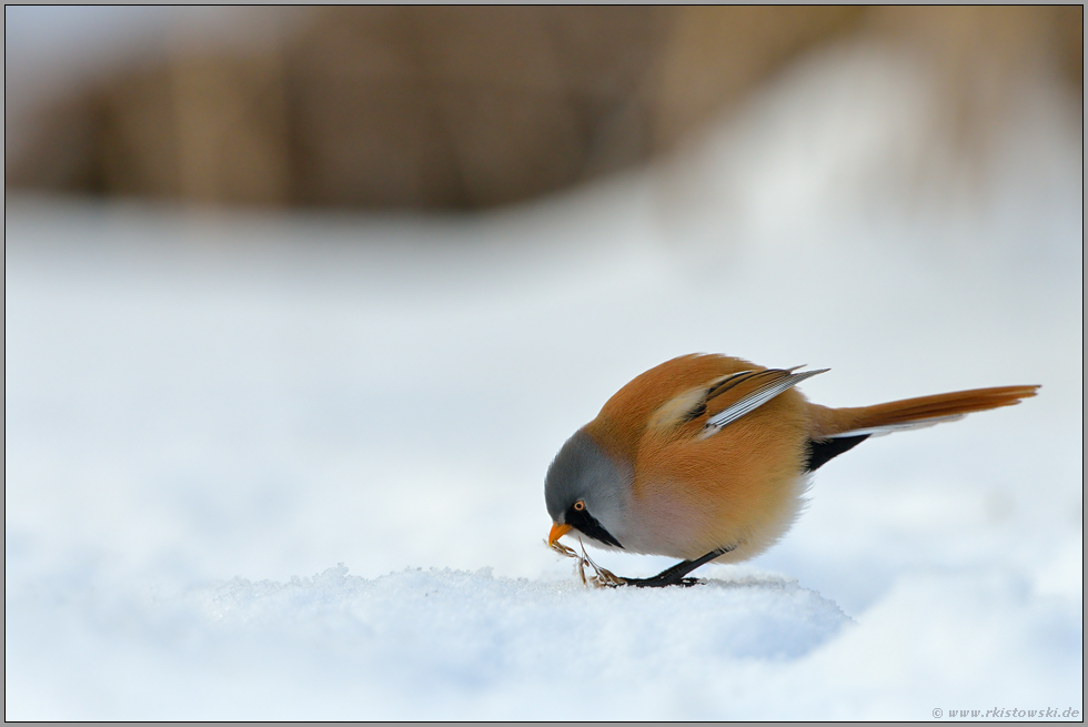 im Schnee... Bartmeise  *Panurus biarmicus* sitzt am Boden und frisst Samen