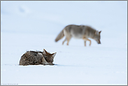 eingerollt... Kojote *Canis latrans* ruht im Schnee