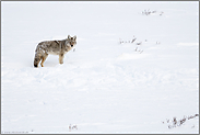 ein kurzer Blick... Kojote *Canis latrans* im Schnee, Yellowstone NP, USA