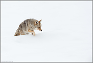 über die Schneekante... Kojote *Canis latrans* kämpft sich mühsam durch tiefen Schnee