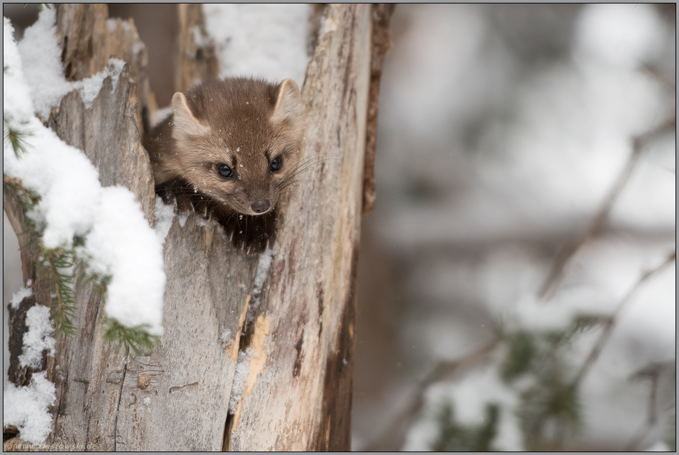 ein rascher Blick... Amerikanischer Baummarder *Martes americana* im Winter, schaut aus seinem Versteck hervor