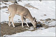 bei der Äsung... Weißwedelhirsch *Odocoileus virginianus* frisst im Winter von kargem Gras, Yellowstone NP, USA