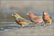 Männergesellschaft... Kiefernkreuzschnabel *Loxia pytyopsittacus*, mehrere Vögel versammelt an einer natürlichen Wasserstelle