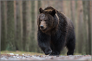 Meister Petz... Europäischer Braunbär *Ursus arctos* aus der Mäuseperspektive fotografiert, beeindruckender Bär