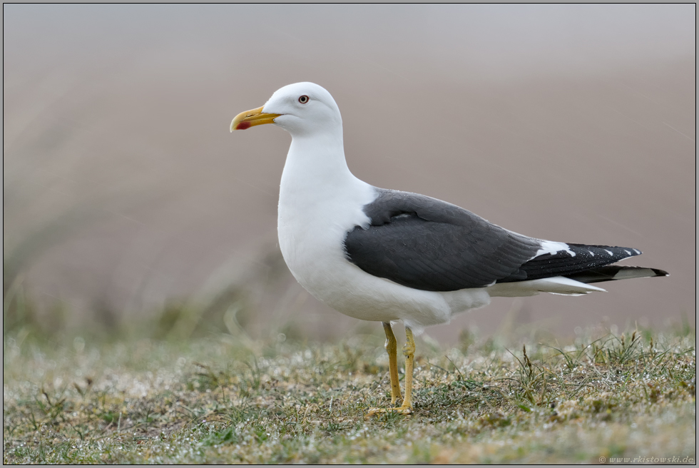 gelbe Beine... Heringsmöwe *Larus fuscus* im Portrait