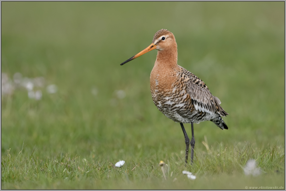 Frühheimkehrer... Uferschnepfe *Limosa limosa* auf einer Frühlingswiese