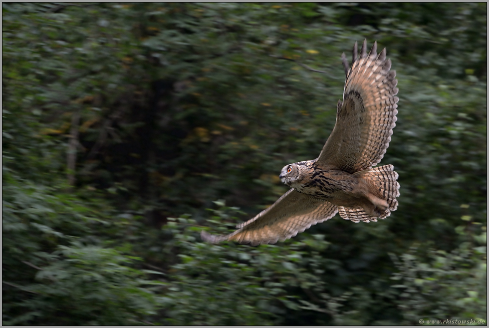 Mitzieher... Europäischer Uhu *Bubo bubo* im schnellen Gleitflug, Segelflug
