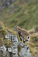 bergauf... Alpensteinbock *Capra ibex*, Jungtier klettert einen Felsen hoch