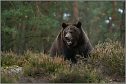 verärgert... Europäischer Braunbär *Ursus arctos*, Aggressionsverhalten