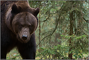 Auge in Auge mit dem Bären... Europäischer Braunbär *Ursus arctos* ganz nah, Portraitaufnahme