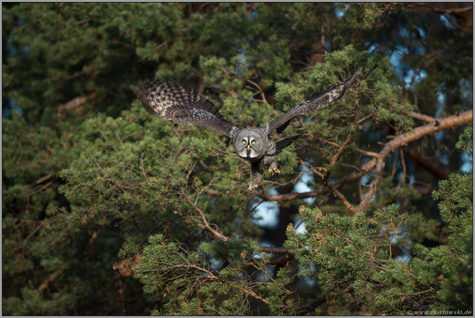 los geht's... Bartkauz *Strix nebulosa* beim Jagdflug, nach Abstoss von der Ansitzwarte