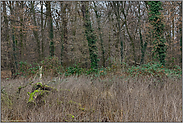 artenreicher Laubmischwald... Hambacher Forst *Nordrhein-Westfalen*