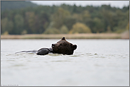 guter Schwimmer...  Europäischer Braunbär *Ursus arctos* im Wasser