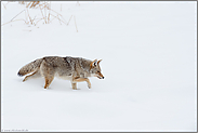 Fußstapfen im Schnee...  Kojote *Canis latrans* stapft durch hohen Schnee