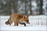 auf der Jagd... Rotfuchs *Vulpes vulpes* stapft durch hohen Schnee