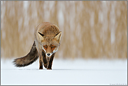 verschlagen... Rotfuchs *Vulpes vulpes*, Fuchs läuft über eine zugefrorene Wasserfläche, frontale Aufnahme