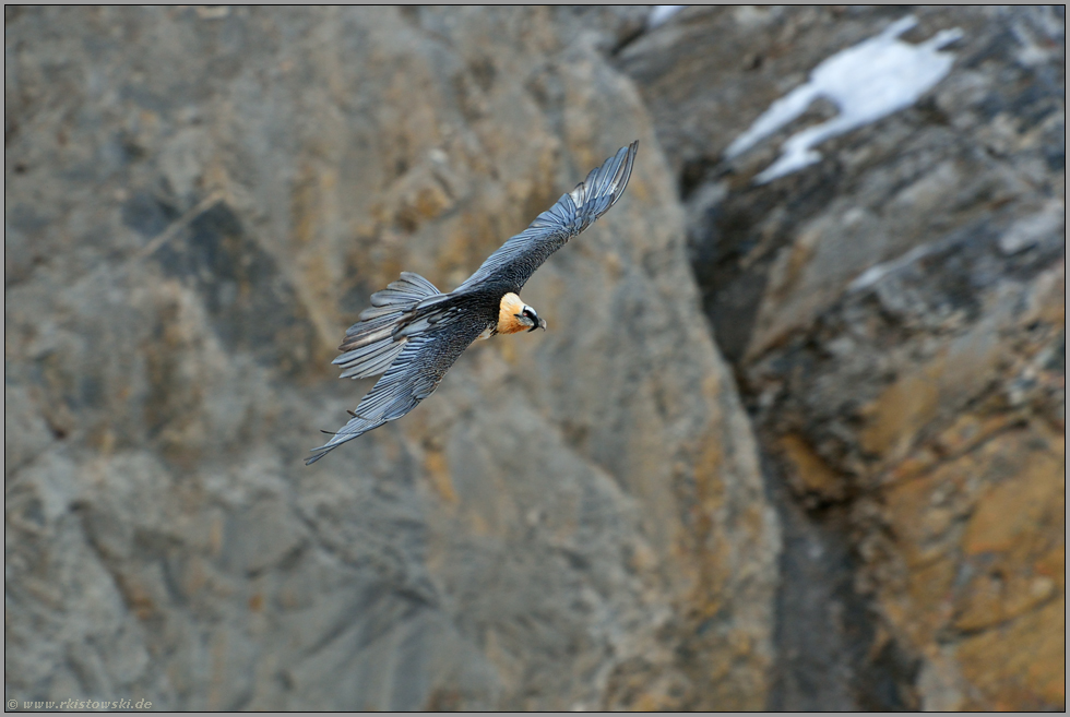 im Aufwind... Bartgeier *Gypaetus barbatus* im Segelflug vor einer Felswand