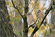 im Bruchwald... Waldkauz *Strix aluco*, zwei flügge Ästlinge ruhen hoch oben im Baum