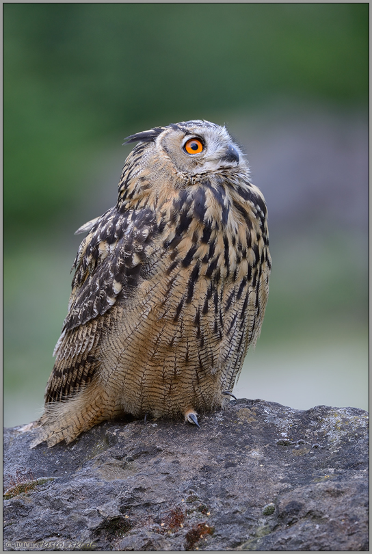 der Blick nach oben... Uhu *Bubo bubo* in einem alten Steinbruch