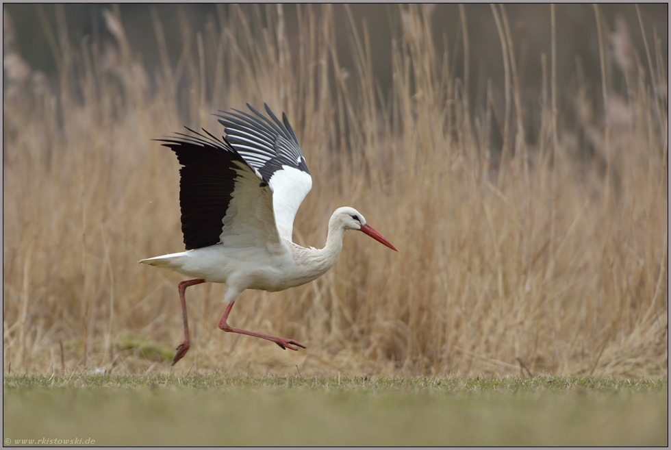 mit Anlauf... Weißstorch *Ciconia ciconia* beim Abflug, startet