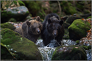 Farbvarianten... Europäische Braunbären *Ursus arctos*, zwei Jungbären in einem Wildbach