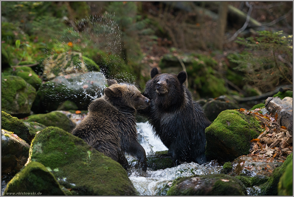 abgewatscht... Europäische Braunbären *Ursus arctos*, Jungbären beim Kräftemessen