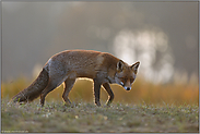weiches Gegenlicht... Rotfuchs *Vulpes vulpes* im Winterfell, läuft bei der Jagd am Waldrand über eine kleine Anhöhe