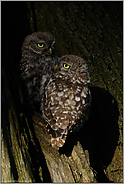 Schattenspiel... Steinkauz *Athene noctua*, zwei junge Steinkäuze vor ihrer Nisthöhle in einer alten Weide