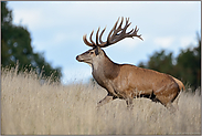flammendes Geweih... Rothirsch *Cervus elaphus*, besonders edler Hirsch mit prächtigem Geweih