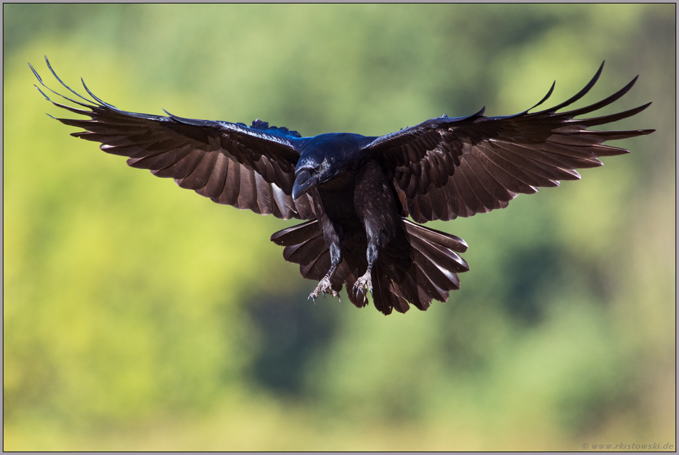 kurz vor der Landung... Kolkrabe *Corvus corax* im Flug, bereitet sich auf die Landung vor