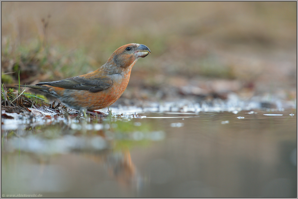 orange-rot... Kiefernkreuzschnabel *Loxia pytyopsittacus*, männlicher Vogel stillt Wasserbedarf aus einer Pfütze