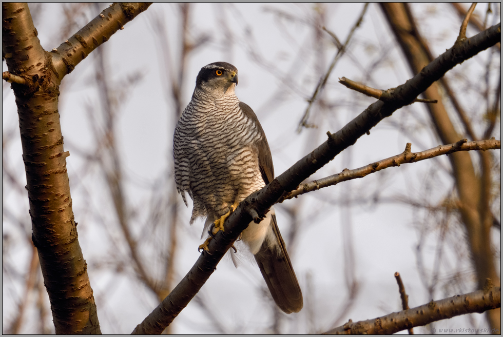 heimlicher Jäger... Habicht *Accipiter gentilis*, Habichtterzel bei der Jagd