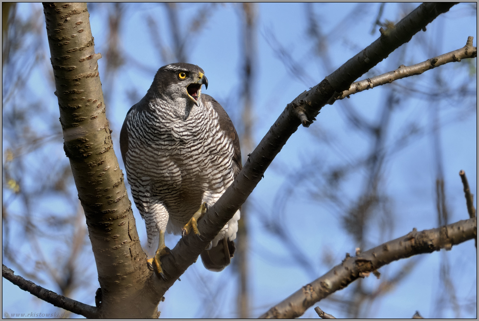 energisch... Habicht *Accipiter gentilis*, Habichtweibchen ruft lautstark in den Wald