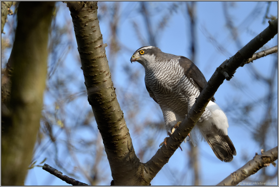 nadelspitze Krallen... Habicht *Accipiter gentilis* bei der Jagd auf Beute