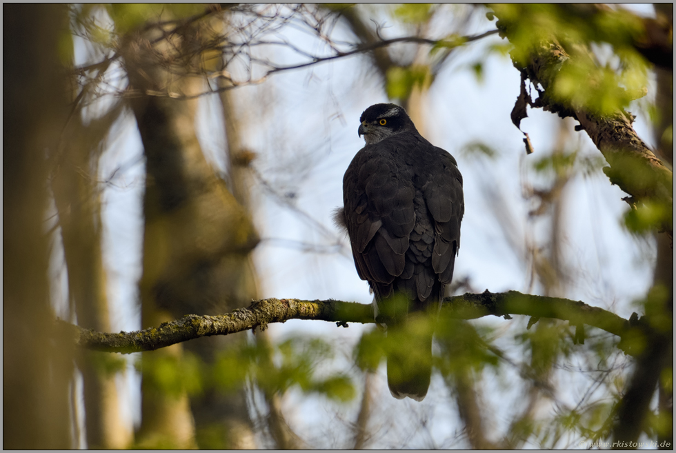 Waldgeist... Habicht *Accipiter gentilis*, Habichtweibchen in ihrem typischen Lebensraum