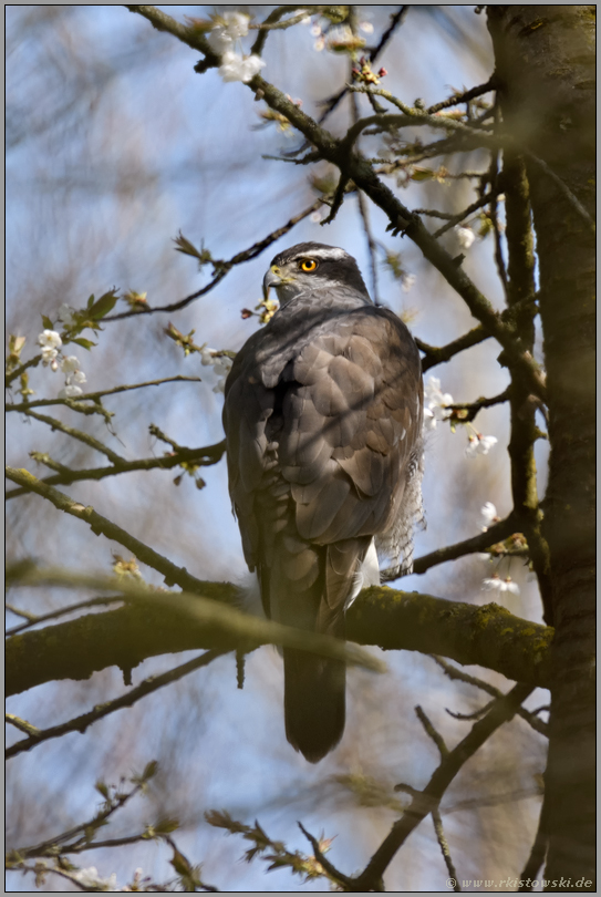 in der Wildkirsche... Habicht *Accipiter gentilis* im Baum