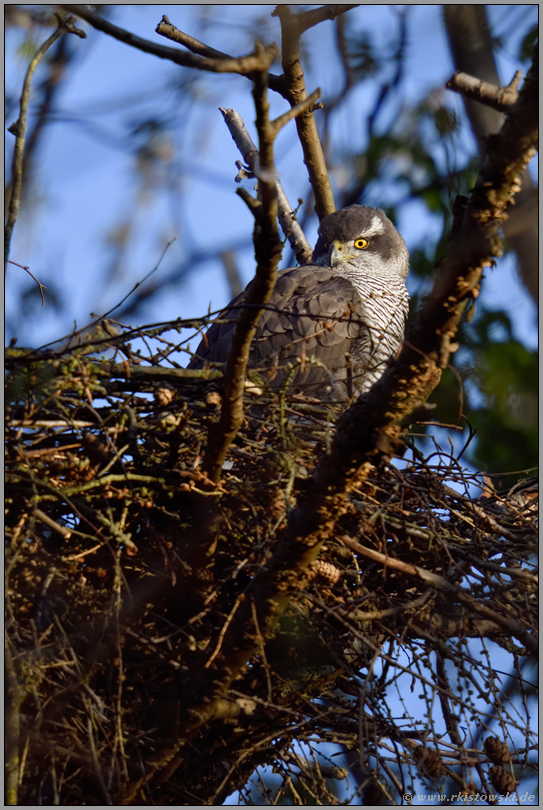 gemütlich... Habicht *Accipiter gentilis* ruht im Horst, beobachtet die Umgebung