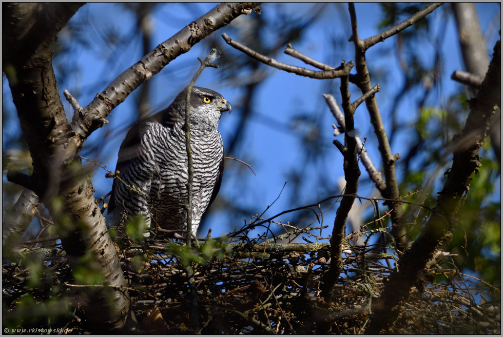 versteckt zwischen Bäumen... Habicht *Accipiter gentilis* auf seinem Horst, Weibchen