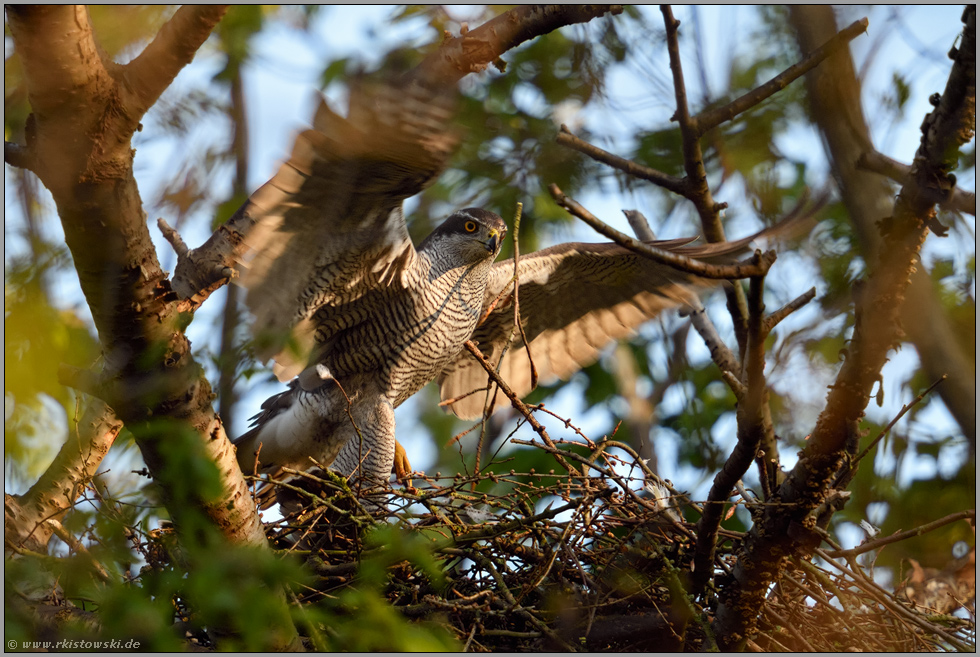 im Anflug... Habicht *Accipiter gentilis*, Terzel am Horst