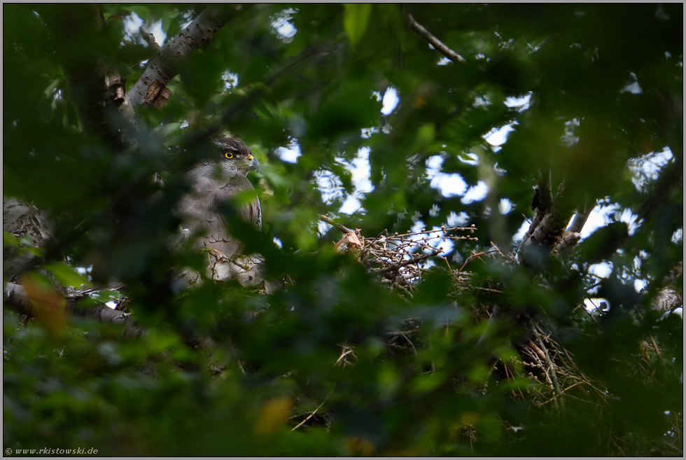 Nestwache... Habicht *Accipiter gentilis* sitzt im Horst, wacht über den Nachwuchs