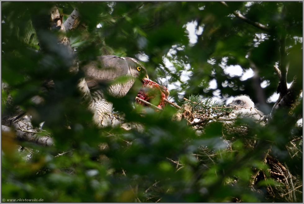 gut versorgt... Habicht *Accipiter gentilis*, Habichtweibchen versorgt Jungvögel mit Beute am Nest