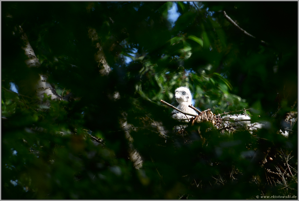 blaue Augen... Habicht *Accipiter gentilis*, junger Habicht, Nestling im Dunenkleid, Dunenjunges