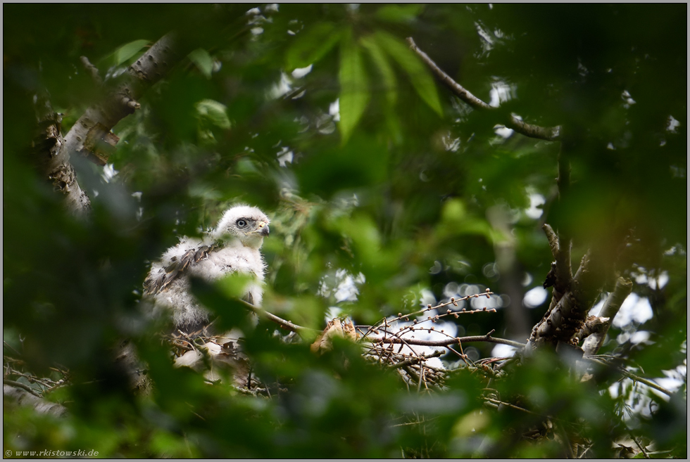 Ausschau... Habicht *Accipiter gentilis*, Habichtküken wartet auf's Flüggewerden