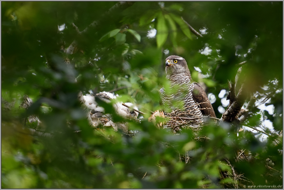 Familienleben... Habicht *Accipiter gentilis* auf dem Horst nach erfolgreicher Brut