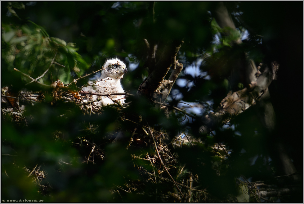 Pullus... Habicht *Accipiter gentilis*, Habichtküken, Jungvogel im Dunenkleid