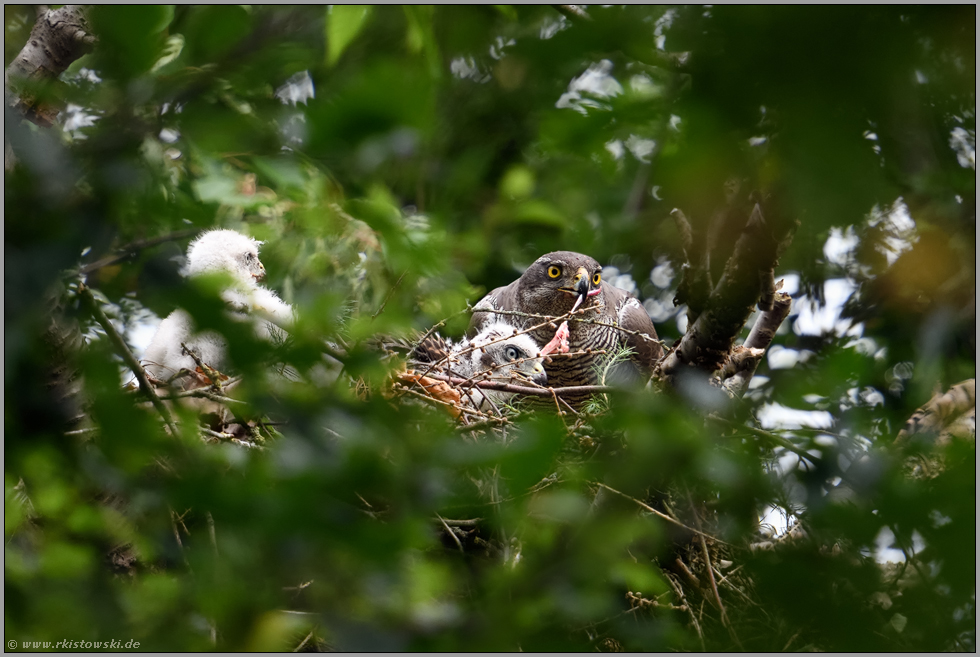 portionsweise... Habicht *Accipiter gentilis*, Habichtweibchen bei der Fütterung des Nachwuchses