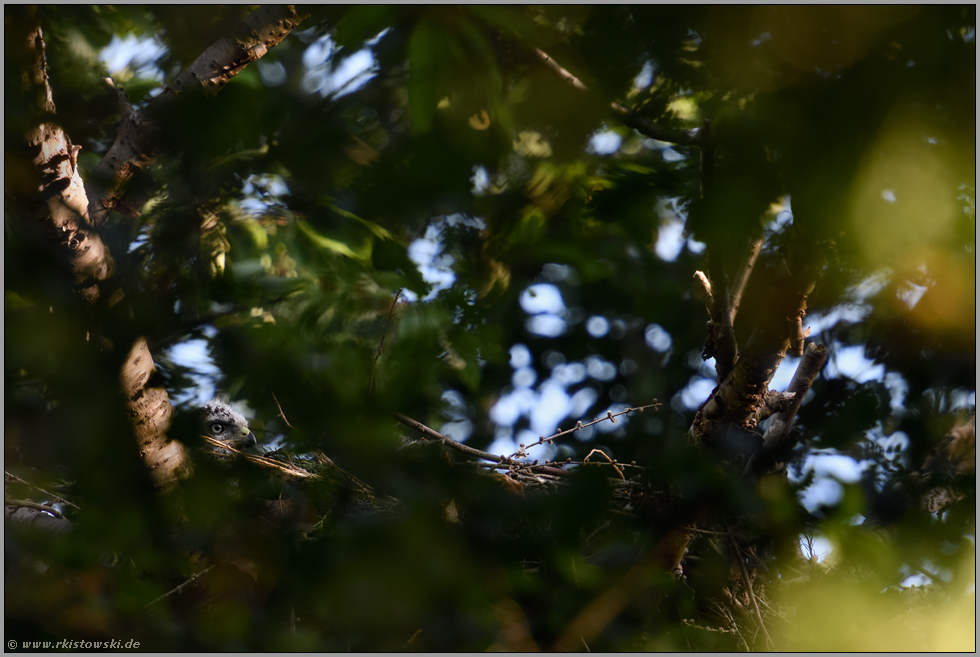 kaum zu entdecken... Habicht *Accipiter gentilis*, Habichtküken hockt tief in seinem Horst in der Baumkrone